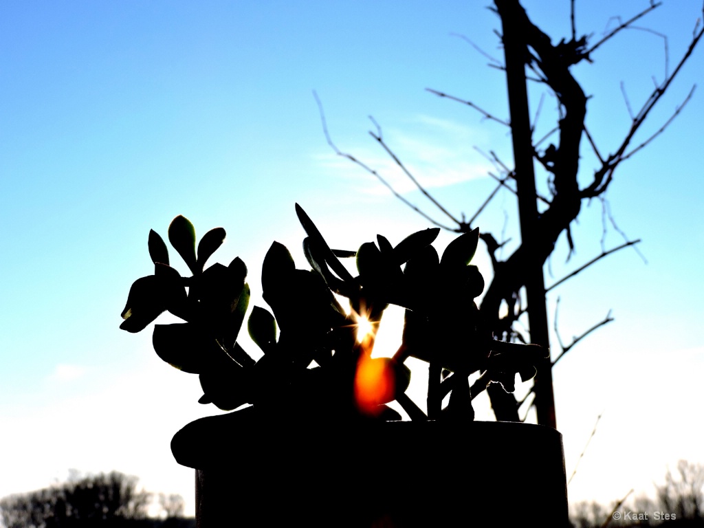 The light behind the pot with plants