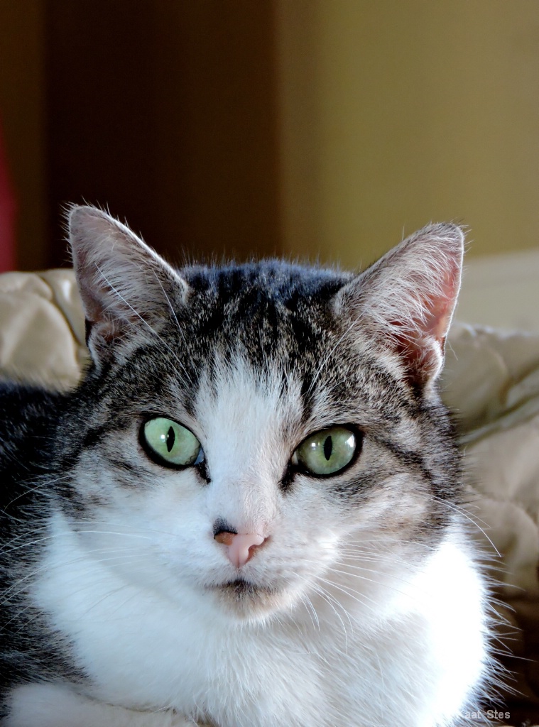 my cat 