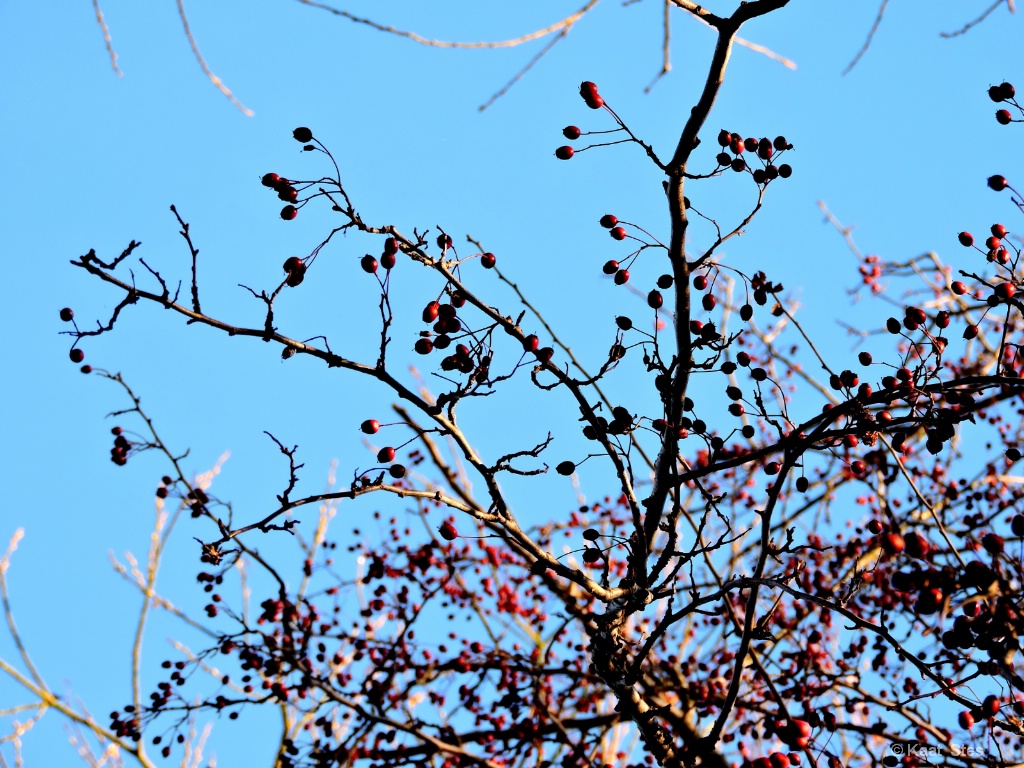 some berries 