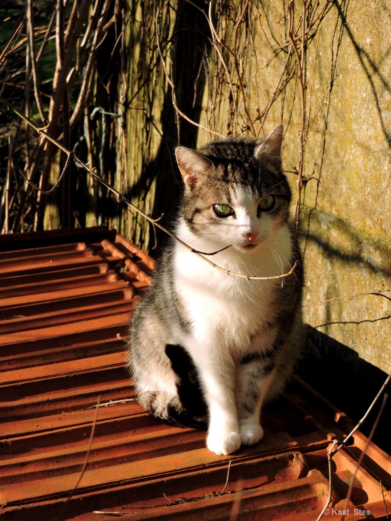 Cat on the dog house 