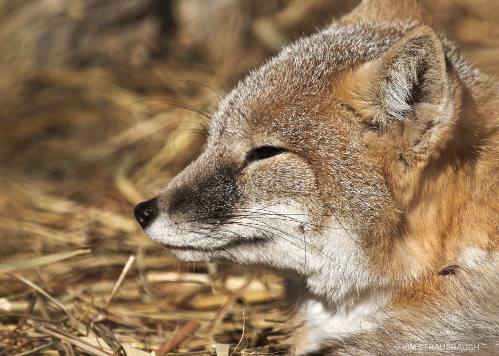 Solemn Fox