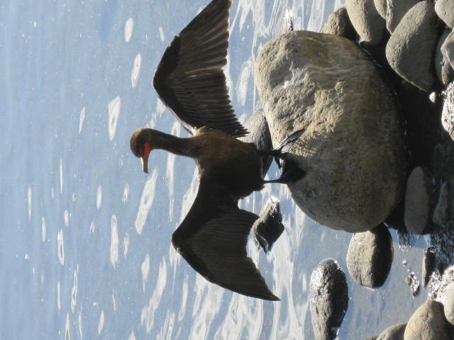 Cormorant with wings open