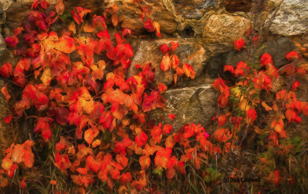 Red leaves on the wall.Image:Dick Caldwell - ID: 15289939 © Gloria Matyszyk