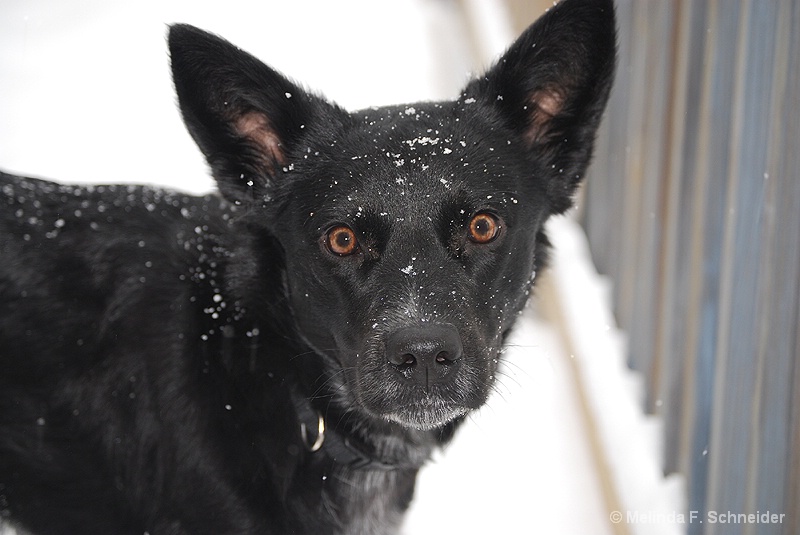 Snow Dog