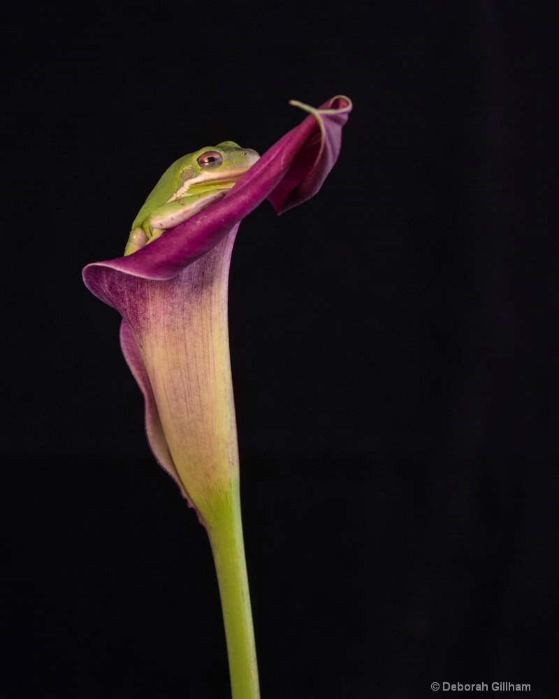 Flower Frog