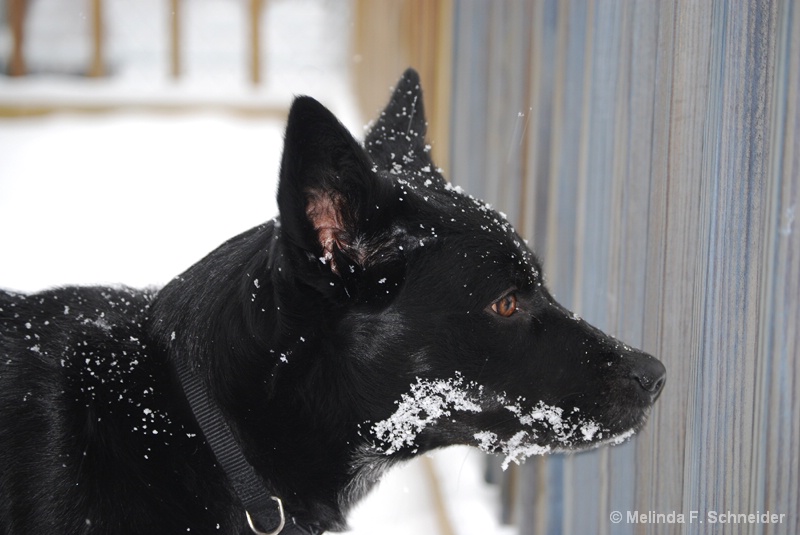 Studying Snowfall