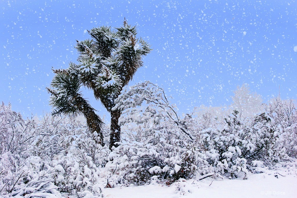 Snowy Joshua Tree