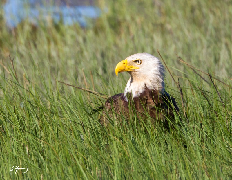 Eagle in Marsh; Chincoteague, VA