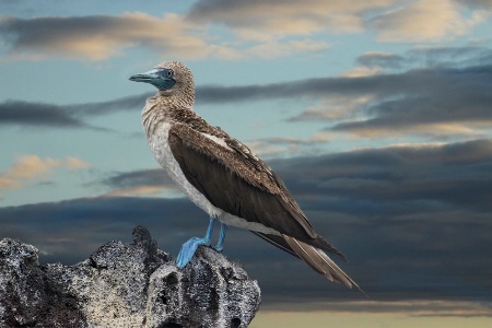 Blue Footed Booby