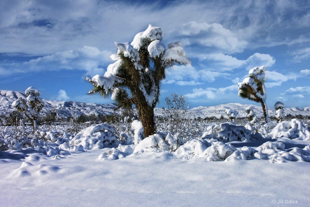 Winter in the Mojave