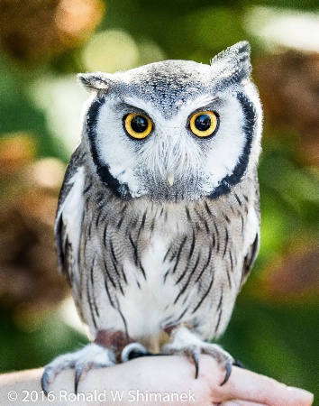 Feisty Pygmy Owl