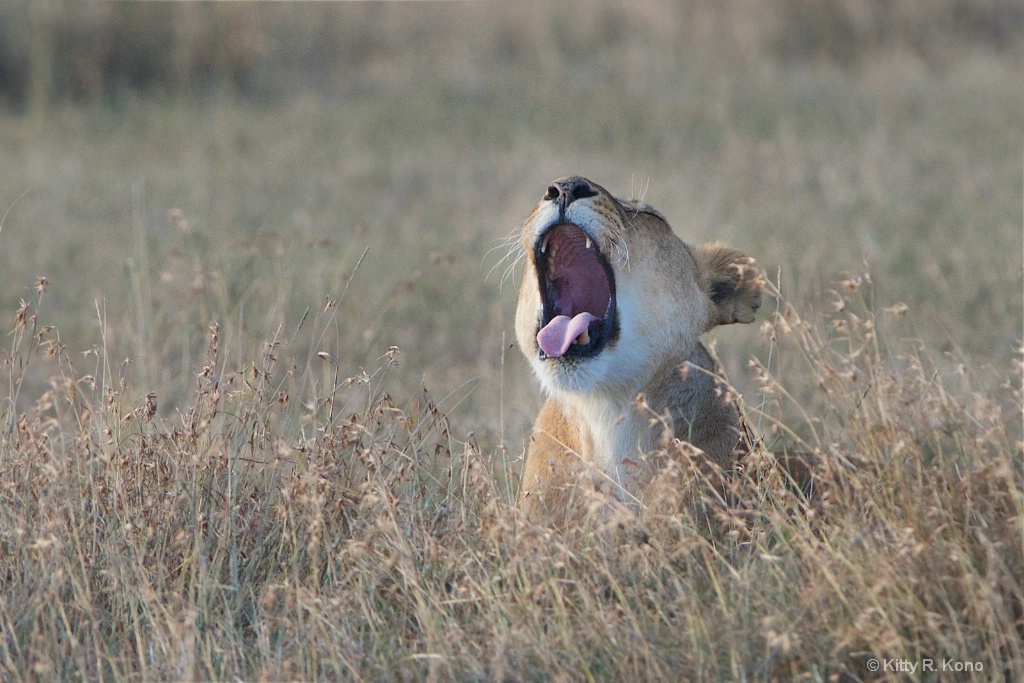 Lion Yawn - ID: 15291276 © Kitty R. Kono