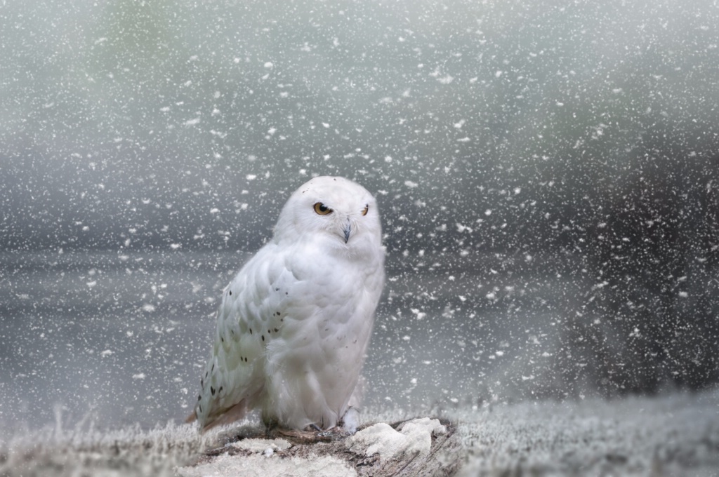 Owl in the snowstorm