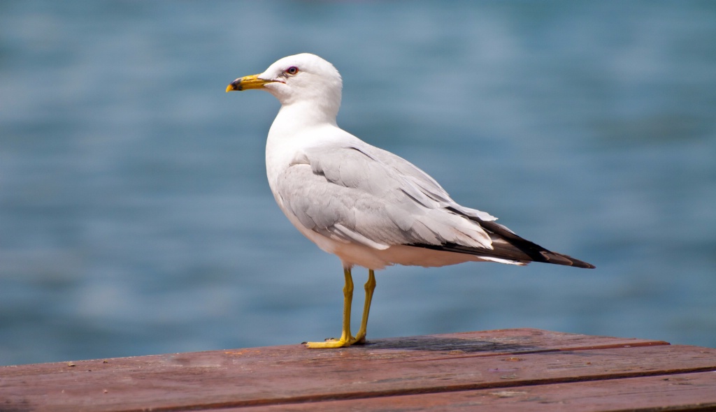 Seagull 