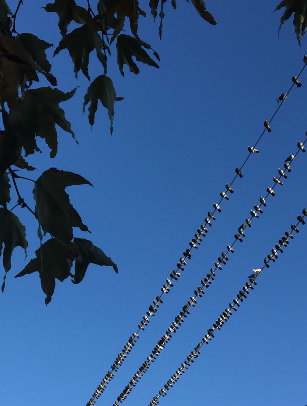 Line of the birds