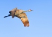 Sandhill In Fligh...