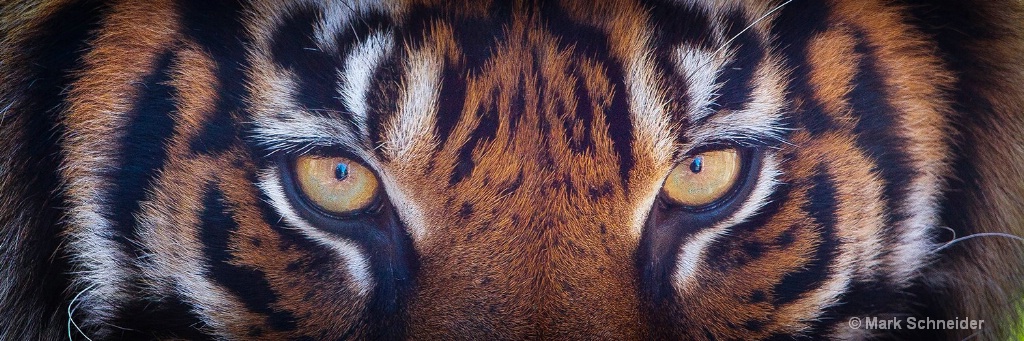Tiger Eyes - ID: 15291735 © Mark Schneider