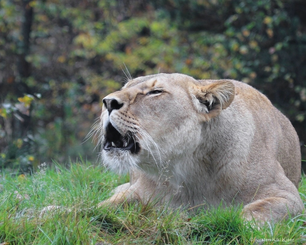 Howling Lioness