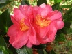 Peach Beauty
