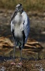 Wood Stork 2016
