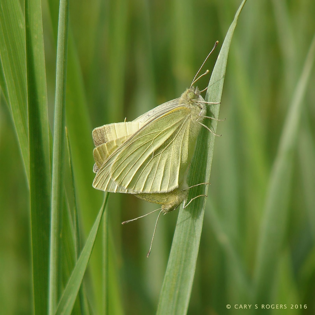 Splendor in the Grass