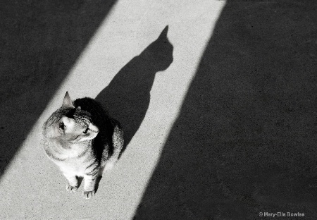 Cat - Shadow Cat