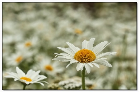 daisies