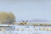 Crane Flight