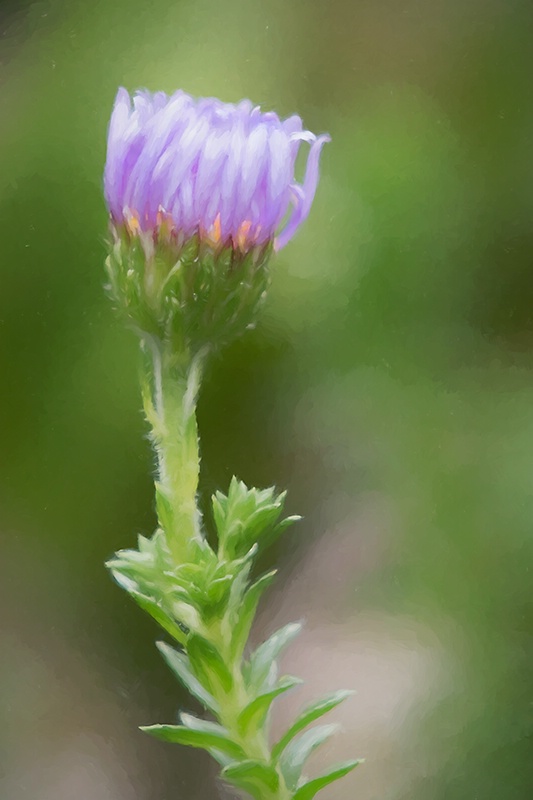 Little Lavender Flower