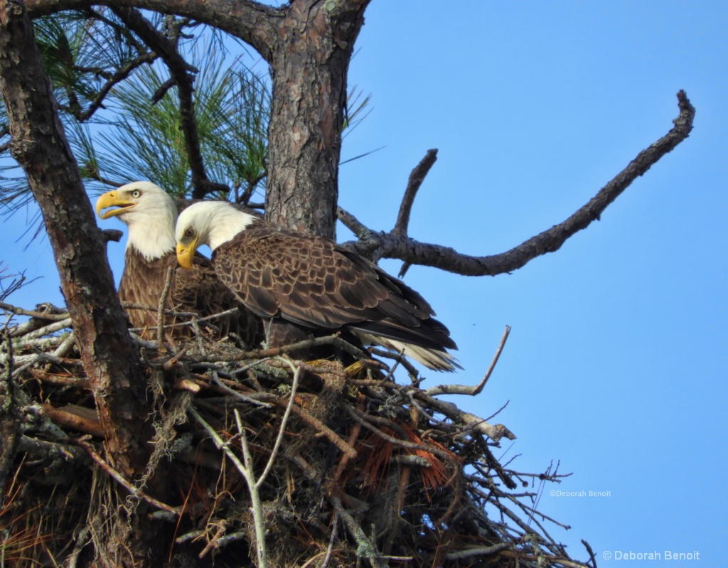 Nesting Bald Eagles 2016