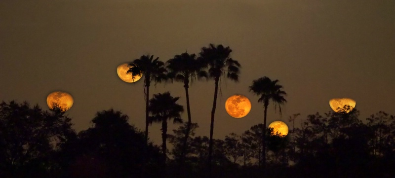 Moons Over Fort Myers