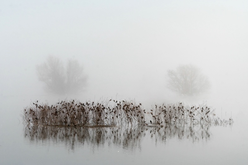 Blackbirds On A Foggy Morning