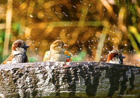 Synchronized Swimming!