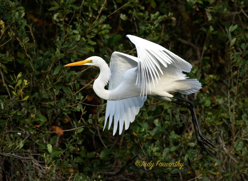 Great White Egret Fly By