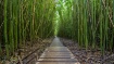 ~Bamboo Path~