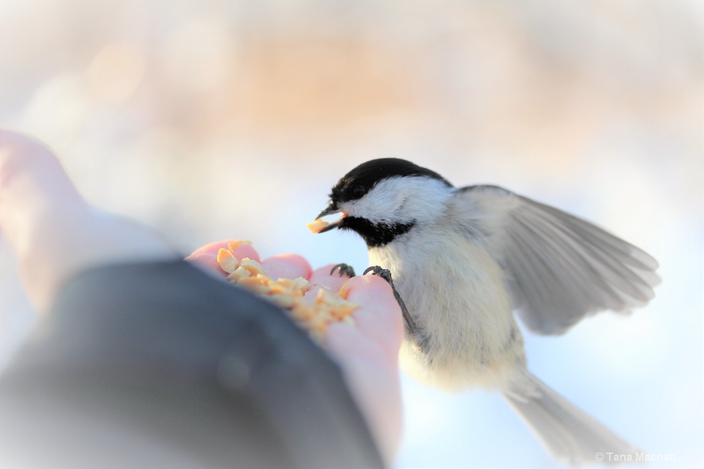 A bird in hand