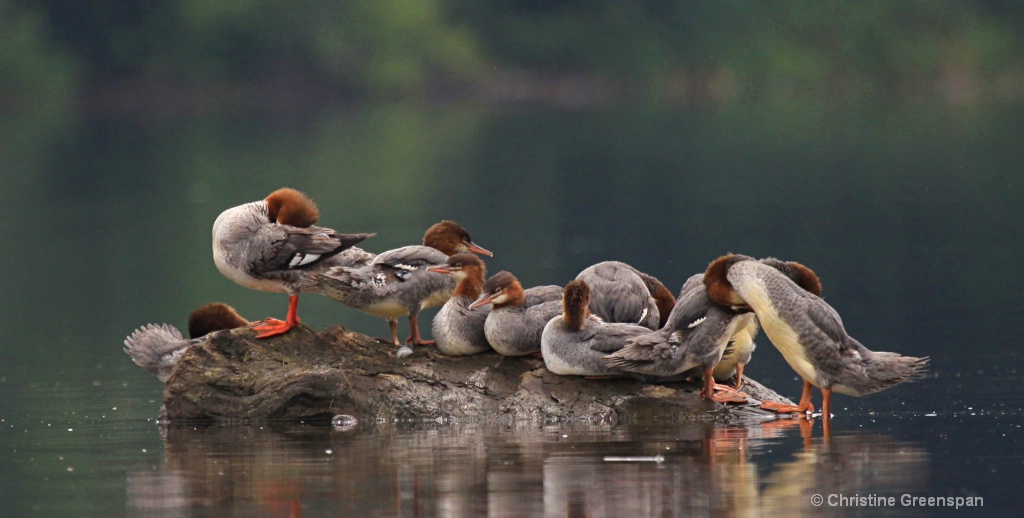 Mergansers 