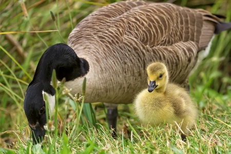 Mrs Goose with gosling