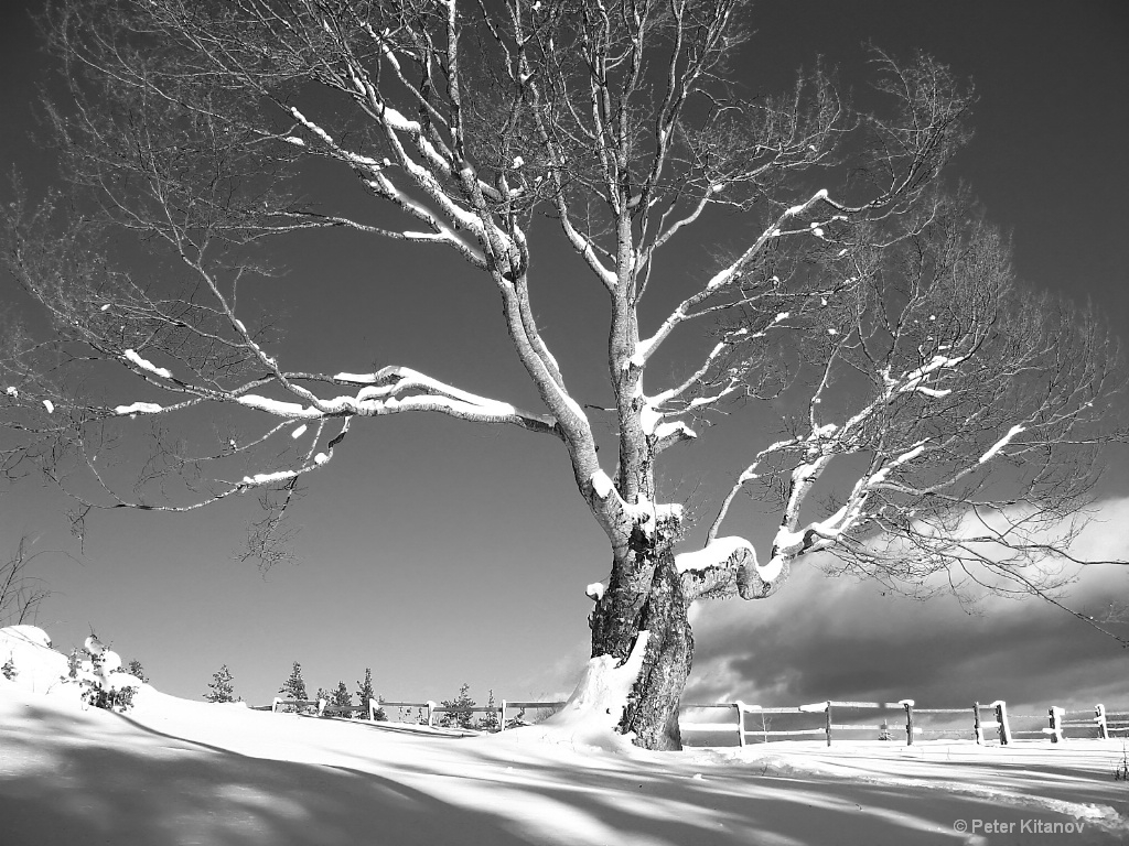 an old tree in winter