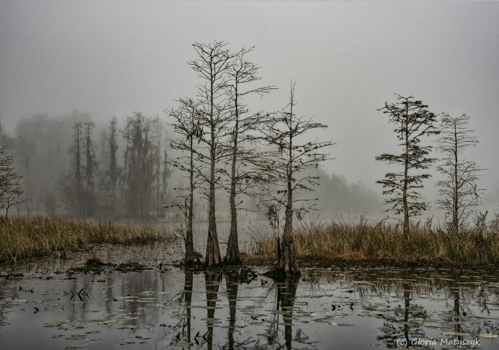 Cypress in the fog. Okefenokee NWR, Georgia - ID: 15293285 © Gloria Matyszyk