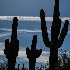 © Annie Katz PhotoID # 15293492: Cactus Silhouette