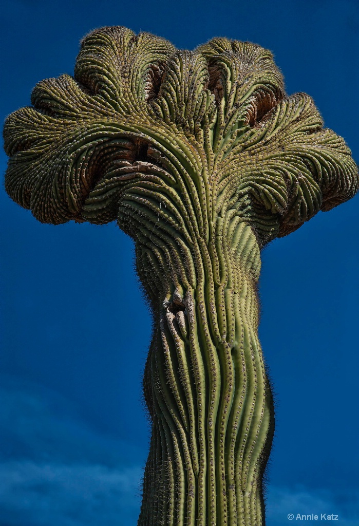 Floral Top Cactus - ID: 15293516 © Annie Katz
