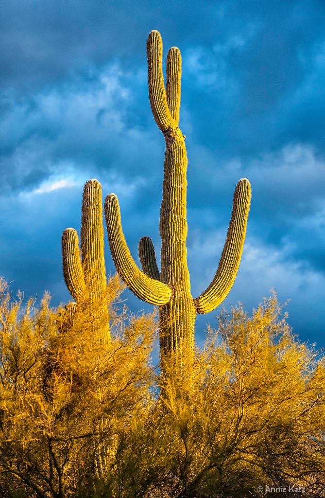 Golden Cactuses - ID: 15293518 © Annie Katz