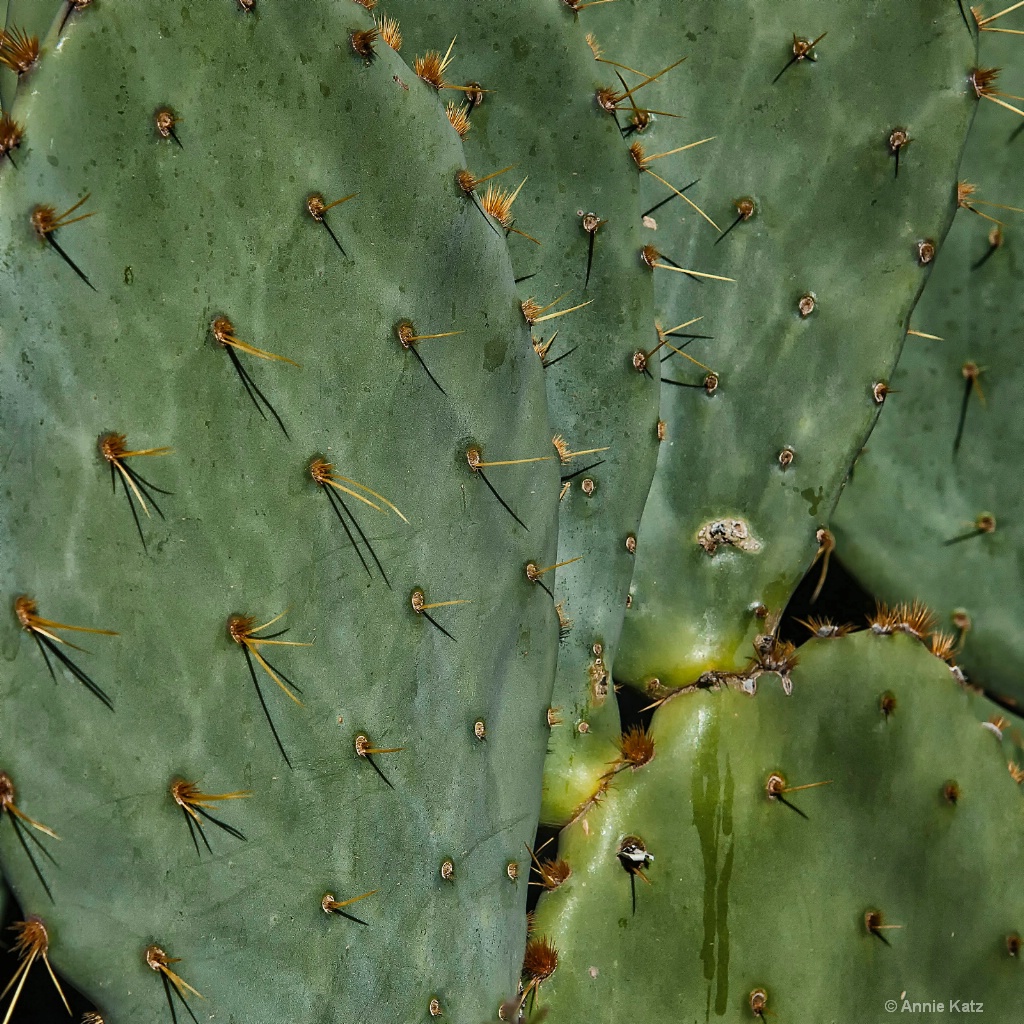 Prickly Pear Leaves - ID: 15293528 © Annie Katz