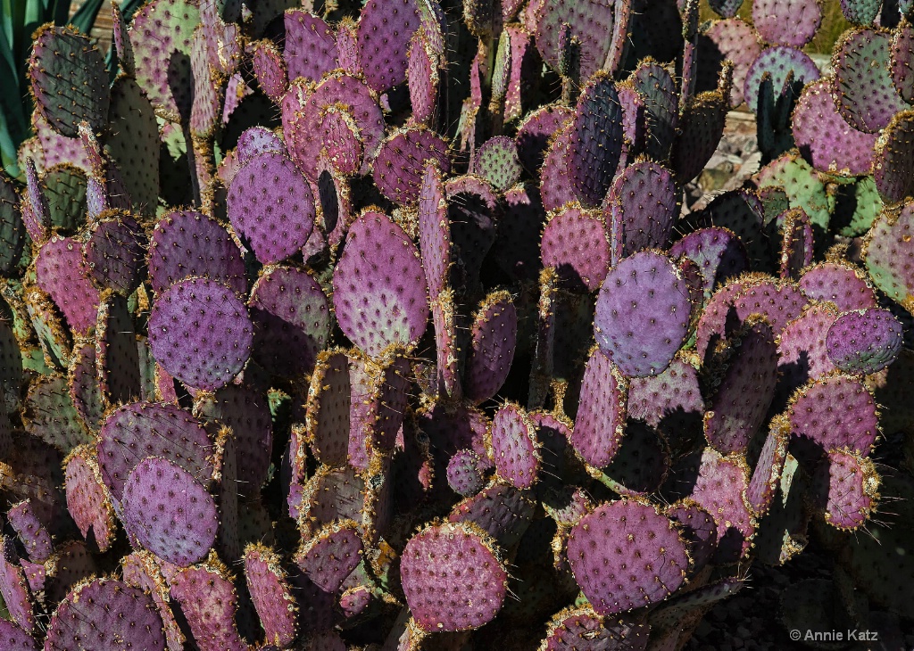 Purple Prickly Pear - ID: 15293530 © Annie Katz