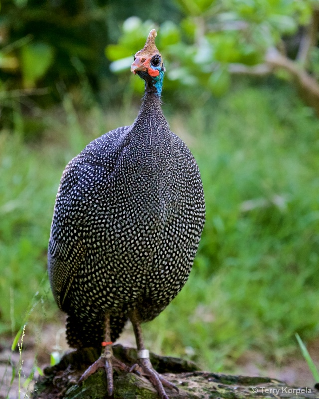 New Guinea Fowl - ID: 15293690 © Terry Korpela