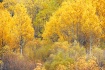 Fall Colors In Th...