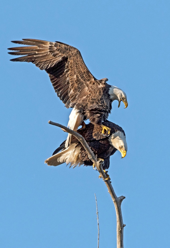 Eagles mating - ID: 15293801 © Michael Cenci