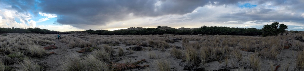 Bodega dunes