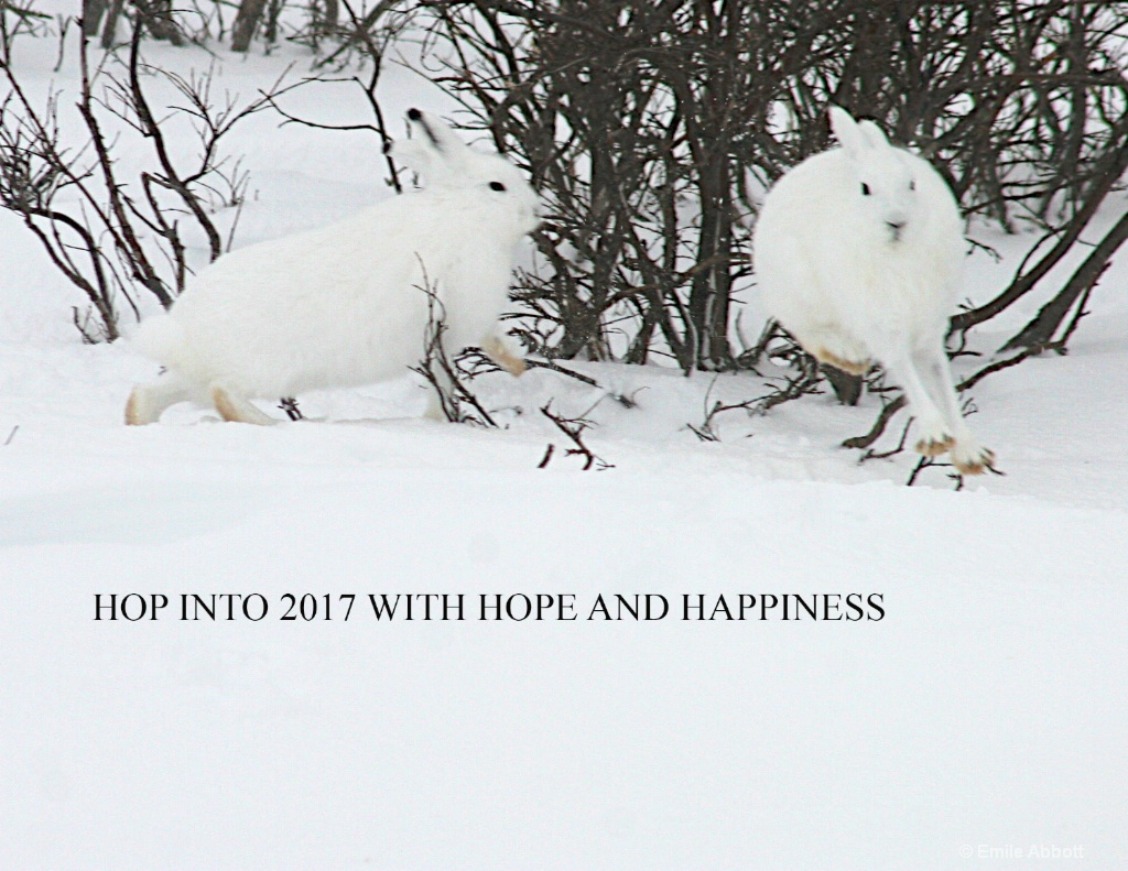 Hop into 2017